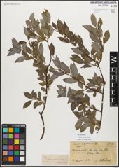 Foto von Salix myrsinifolia Salisb.
